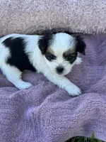 Minnie, a female Shorkie for sale in Land O Lakes, FL – 8 of 8