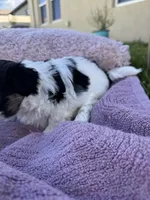 Millie, a female Shorkie for sale in Land O Lakes, FL – 6 of 9