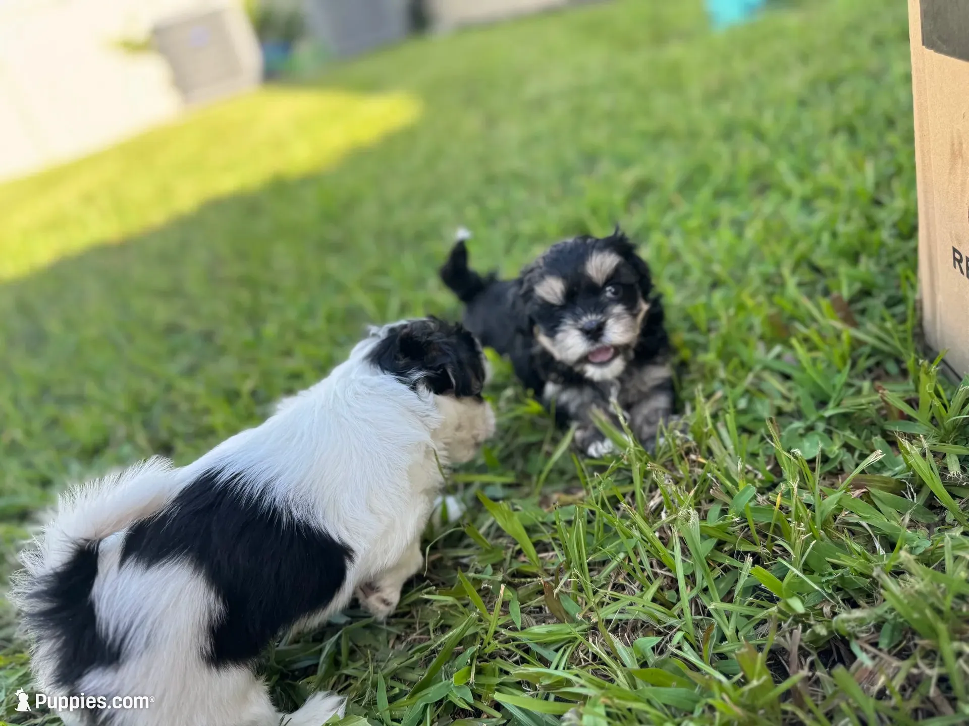T CUP Tiny, a male Shorkie for sale in Land O Lakes, FL – 4 of 8