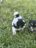 Millie, a female Shorkie for sale in Land O Lakes, FL – 2 of 9