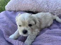 Bear, a male Shorkie for sale in Land O Lakes, FL – 10 of 10