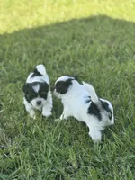 Millie, a female Shorkie for sale in Land O Lakes, FL – 3 of 9