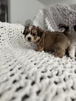 Moose, a male Shorkie for sale in Land O Lakes, FL – 4 of 4