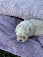 Bear, a male Shorkie for sale in Land O Lakes, FL – 3 of 10