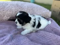 Millie, a female Shorkie for sale in Land O Lakes, FL – 7 of 9