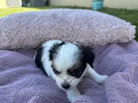Minnie, a female Shorkie for sale in Land O Lakes, FL – 3 of 8