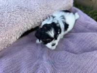 T CUP Tiny, a male Shorkie for sale in Land O Lakes, FL – 7 of 8