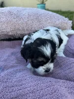 Millie, a female Shorkie for sale in Land O Lakes, FL – 9 of 9