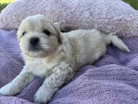 Bear, a male Shorkie for sale in Land O Lakes, FL – 8 of 10