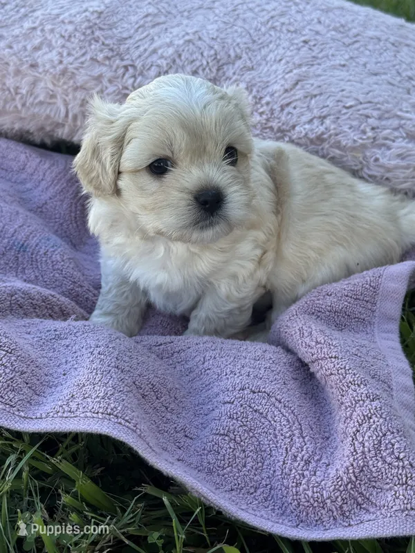Bear – Shih Tzu, Yorkshire Terrier puppy for sale in Land O Lakes, FL