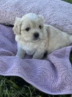 Bear, a male Shorkie for sale in Land O Lakes, FL – 4 of 10