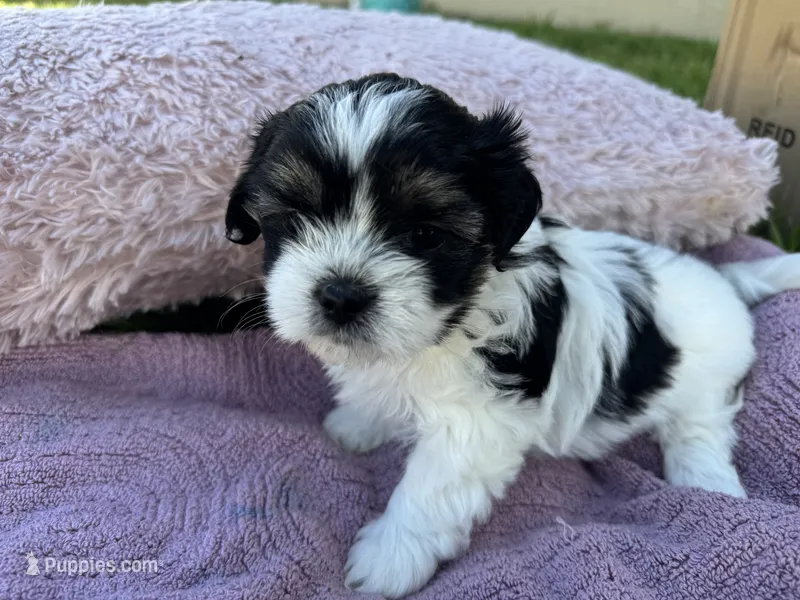 Millie – Shorkie puppy for sale in Land O Lakes, FL