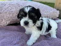 Millie, a female Shorkie for sale in Land O Lakes, FL – 1 of 9