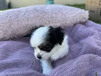 Minnie, a female Shorkie for sale in Land O Lakes, FL – 5 of 8