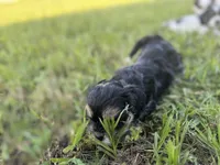 T CUP Tiny, a male Shorkie for sale in Land O Lakes, FL – 8 of 8