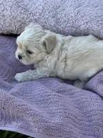 Bear, a male Shorkie for sale in Land O Lakes, FL – 5 of 10
