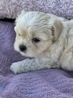 Bear, a male Shorkie for sale in Land O Lakes, FL – 9 of 10