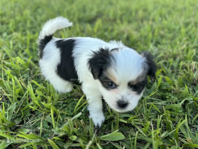 Minnie – Shorkie puppy for sale in Land O Lakes, FL