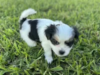 Minnie, a female Shorkie for sale in Land O Lakes, FL – 1 of 8