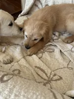 Miss Kaia , a female Golden Retriever for sale in Acushnet, MA – Photo 3 of 4