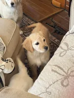 Miss Kaia , a female Golden Retriever for sale in Acushnet, MA – Photo 4 of 4