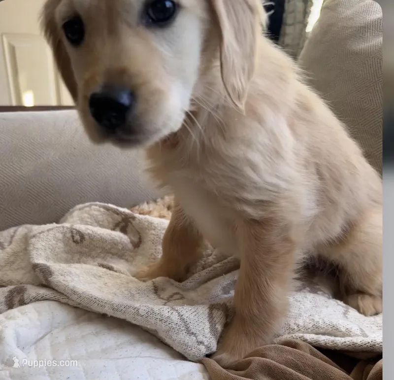 Miss Kaia  – Golden Retriever puppy for sale in Acushnet, MA