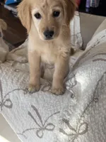 Miss Kaia , a female Golden Retriever for sale in Acushnet, MA – Photo 2 of 4