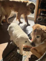 Missy Girl , a female English Cream Golden Retriever for sale in Acushnet, MA – Photo 5 of 5