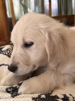 Missy Girl , a female English Cream Golden Retriever for sale in Acushnet, MA – Photo 2 of 5