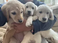 Miss pink , a female English Cream Golden Retriever for sale in Acushnet, MA – Photo 3 of 4