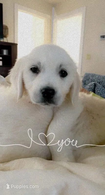 Miss yellow , a female English Cream Golden Retriever for sale in Acushnet, MA – Photo 1 of 2