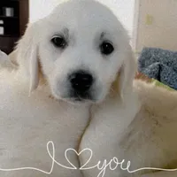 Miss pink , a female English Cream Golden Retriever for sale in Acushnet, MA – Photo 1 of 4