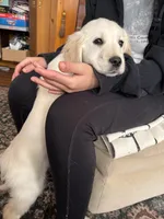 Miss pink , a female English Cream Golden Retriever for sale in Acushnet, MA – Photo 4 of 4