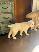 Missy Girl , a female English Cream Golden Retriever for sale in Acushnet, MA – Photo 1 of 5