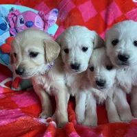 Miss pink , a female English Cream Golden Retriever for sale in Acushnet, MA – Photo 2 of 4