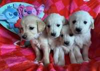 Miss yellow , a female English Cream Golden Retriever for sale in Acushnet, MA – Photo 2 of 2