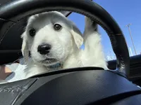 Gray , a male English Cream Golden Retriever for sale in Acushnet, MA – Photo 2 of 7