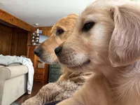 Gray , a male English Cream Golden Retriever for sale in Acushnet, MA – Photo 3 of 7