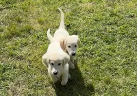 Gray , a male English Cream Golden Retriever for sale in Acushnet, MA – Photo 7 of 7