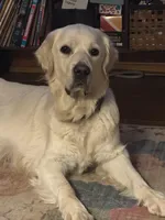 Gray , a male English Cream Golden Retriever for sale in Acushnet, MA – Photo 6 of 7