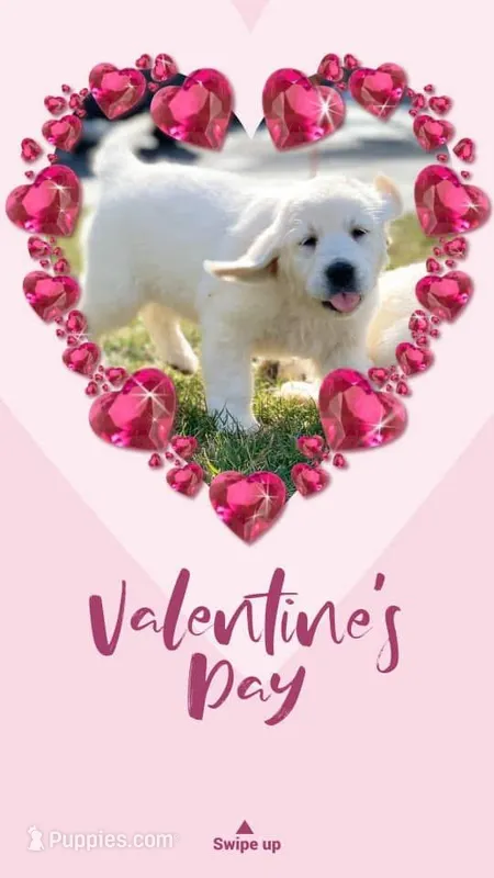 Gray , a male English Cream Golden Retriever for sale in Acushnet, MA – Photo 1 of 7