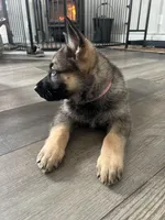 Juice, a male German Shepherd Dog for sale in Binghamton, NY – Photo 2 of 3