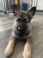 Juice, a male German Shepherd Dog for sale in Binghamton, NY – Photo 1 of 3