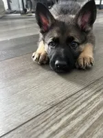 Juice, a male German Shepherd Dog for sale in Binghamton, NY – Photo 3 of 3