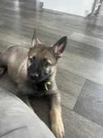 Ace, a male German Shepherd Dog for sale in Binghamton, NY – Photo 2 of 3