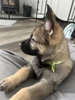 Ace, a male German Shepherd Dog for sale in Binghamton, NY – Photo 3 of 3