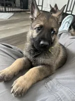 Ace, a male German Shepherd Dog for sale in Binghamton, NY – Photo 1 of 3