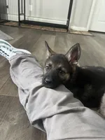 Django , a male German Shepherd Dog for sale in Binghamton, NY – Photo 3 of 3