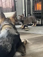 Gin, a male German Shepherd Dog for sale in Binghamton, NY – Photo 2 of 3