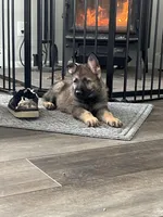 Gin, a male German Shepherd Dog for sale in Binghamton, NY – Photo 1 of 3